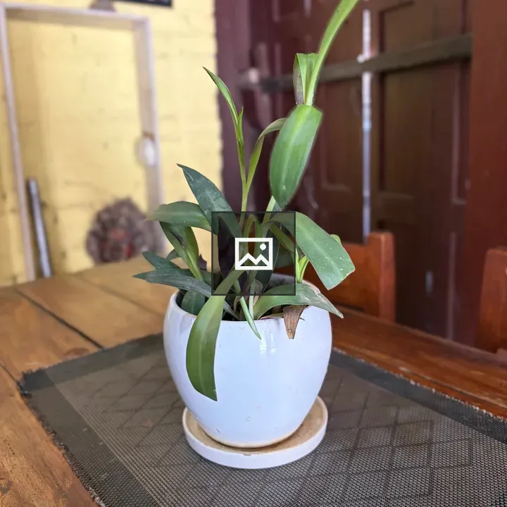 Round Pot Green Plant