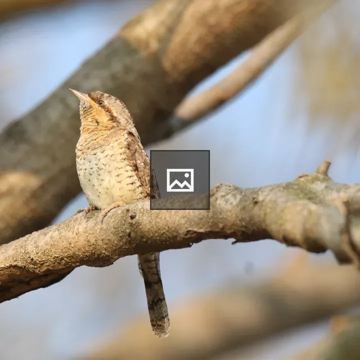 Eurasian Wryneck on Branch