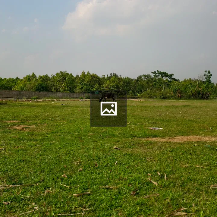 Grazing cow in green field