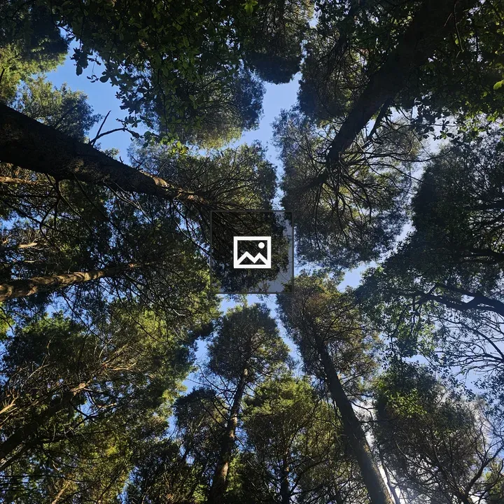 Sky Through Pines in Costa Rica