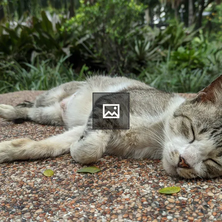 Sleeping cat on cement wall