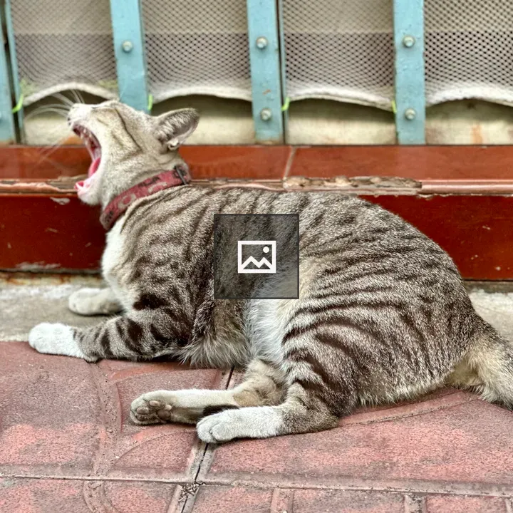 Yawning cat in Bangkok streets