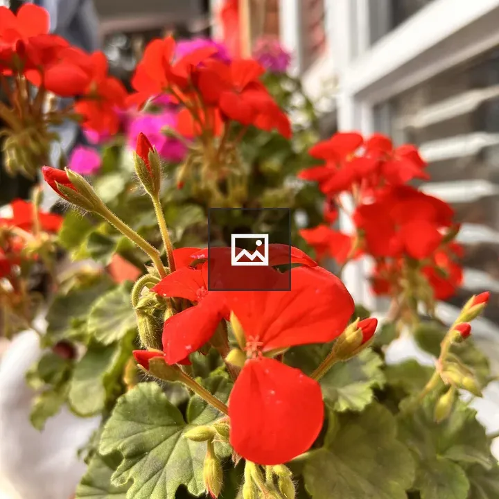 Geraniums in Pot Shower of Red