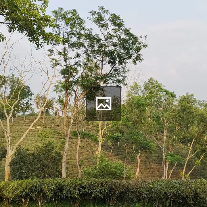 Darjeeling Tea Garden