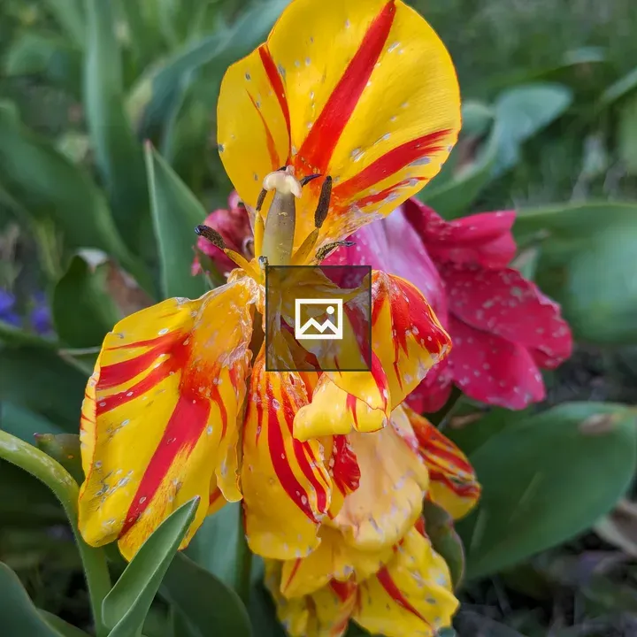 Tulip close-up with foliage