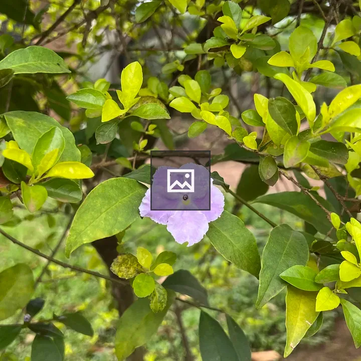Purple flowers with green leaves
