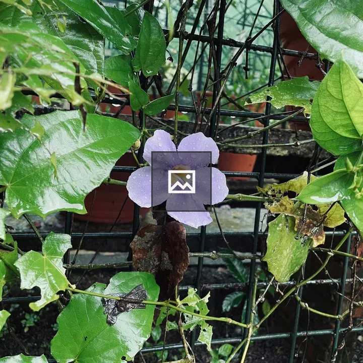 Violet flower with leaves