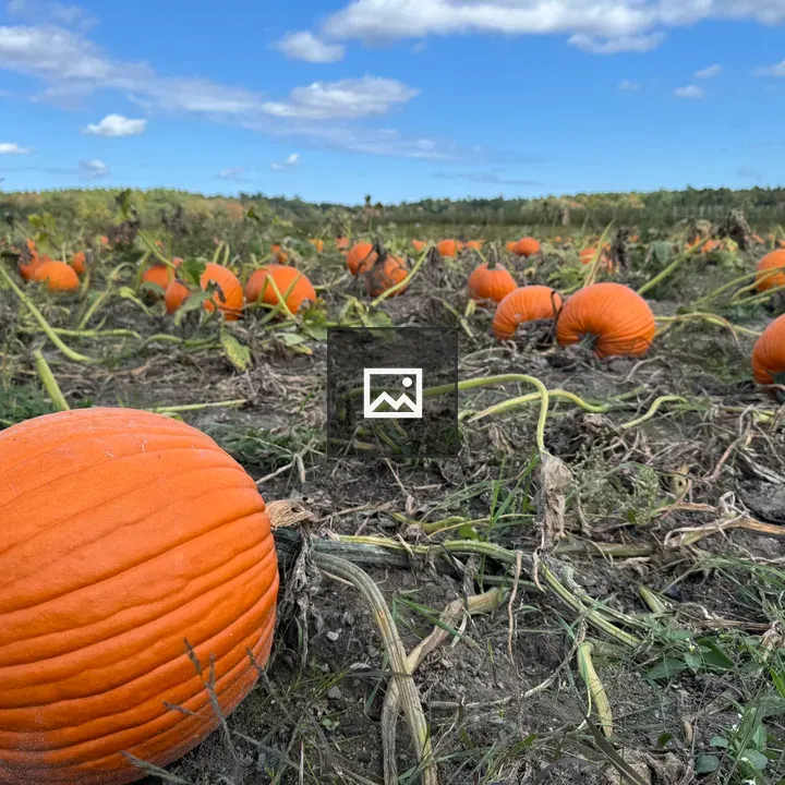 Pumpkin Patch Ground View