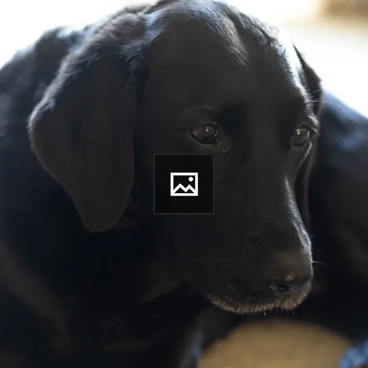 Black Labrador Indoors