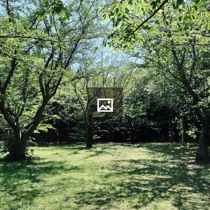 Park scene with trees and shade