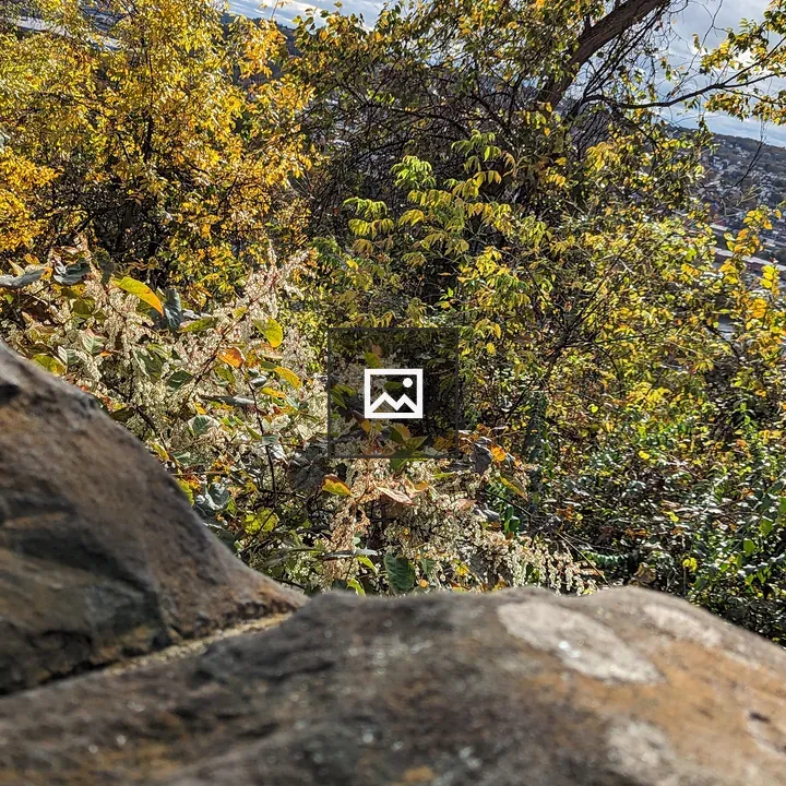 Leaves on Trees by Stone Wall