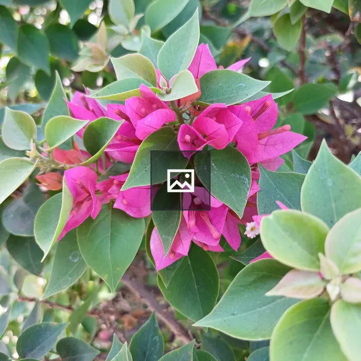 Bougainvillea Pink Bouquets