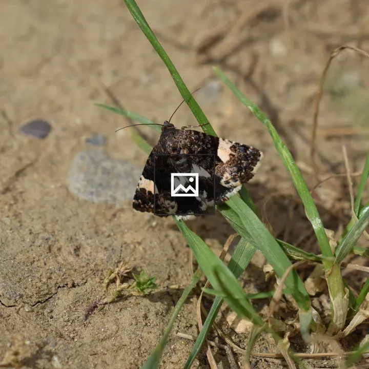 Moth on Green Grass