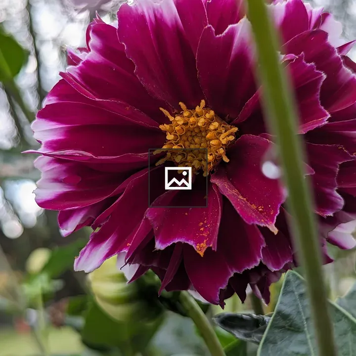 Magenta Flower with Pollen Center