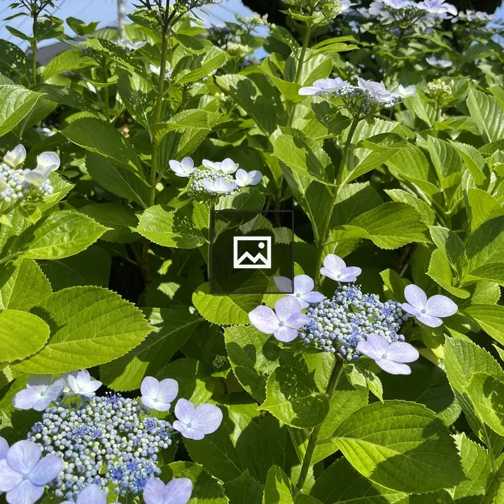 Hydrangea Flowers Close-Up