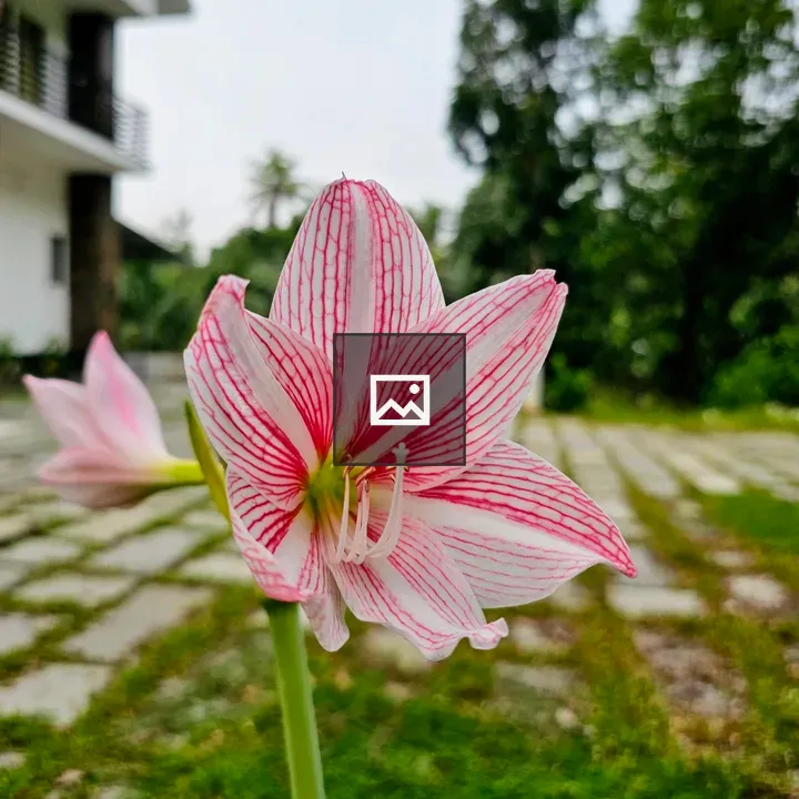 Red and White Lily Flower