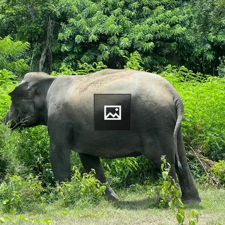 Elephant in Green Forest