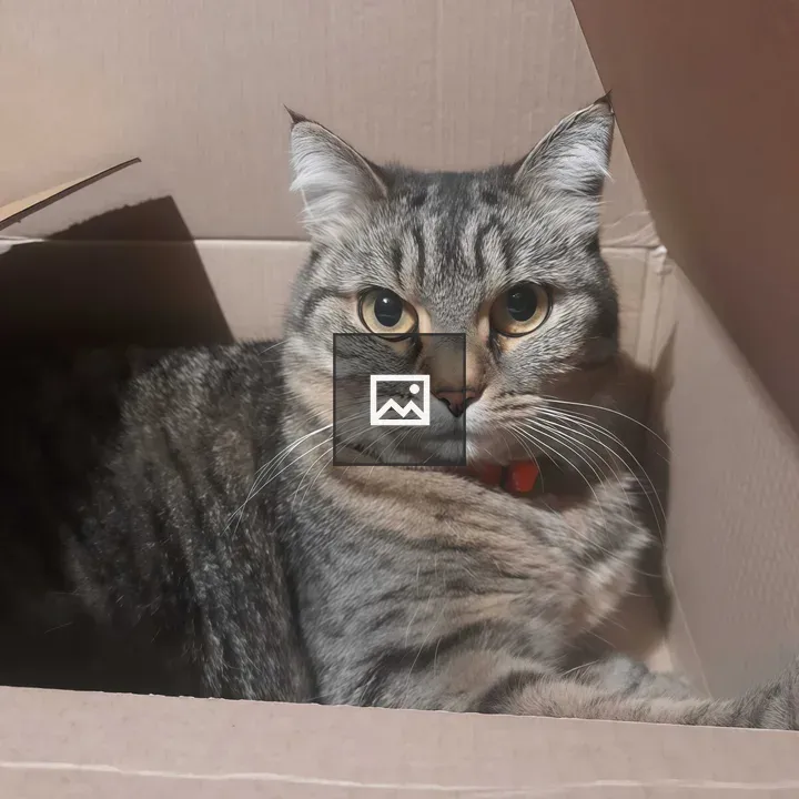 Tabby Cat in Cardboard Box