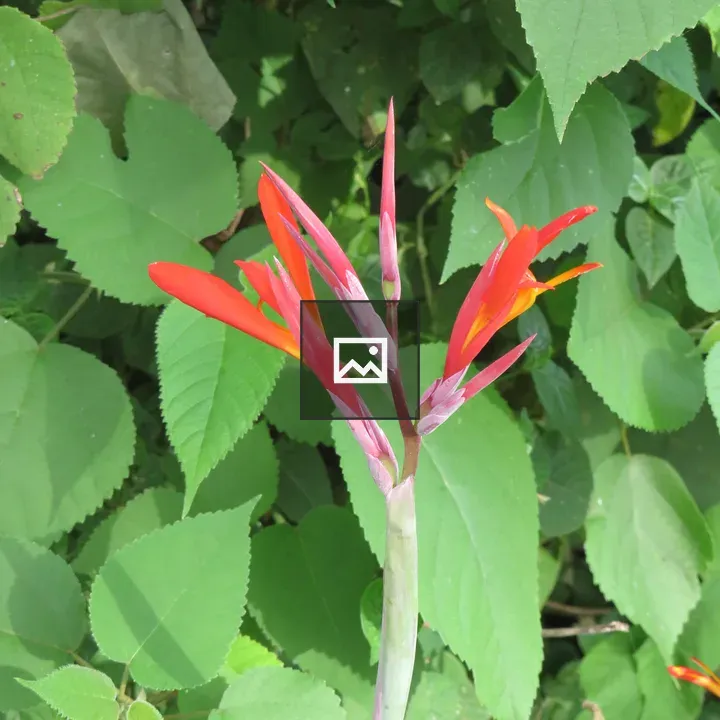 Red Canna Lily in Morning Light