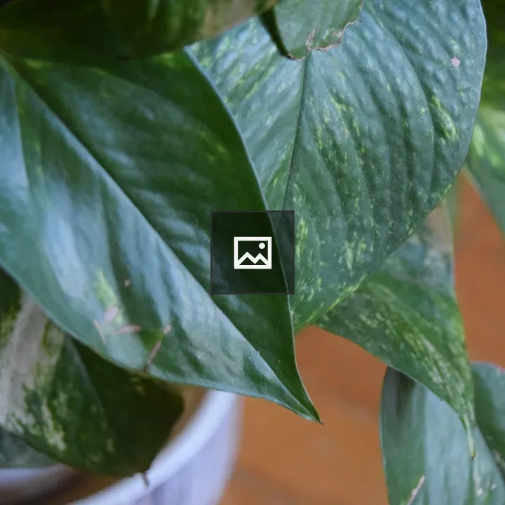 Pothos leaves close-up