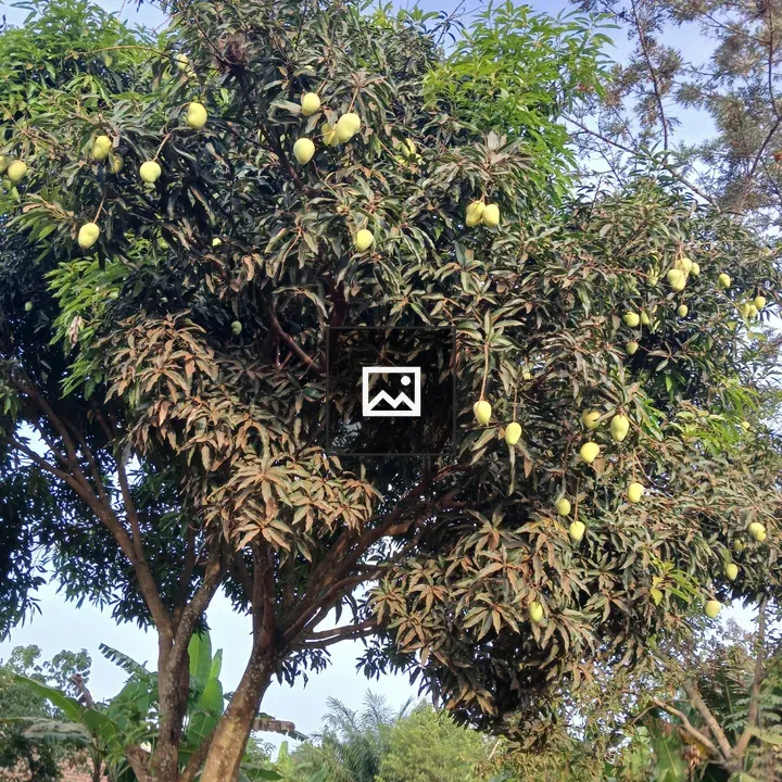Leafy mango tree with unripe fruit