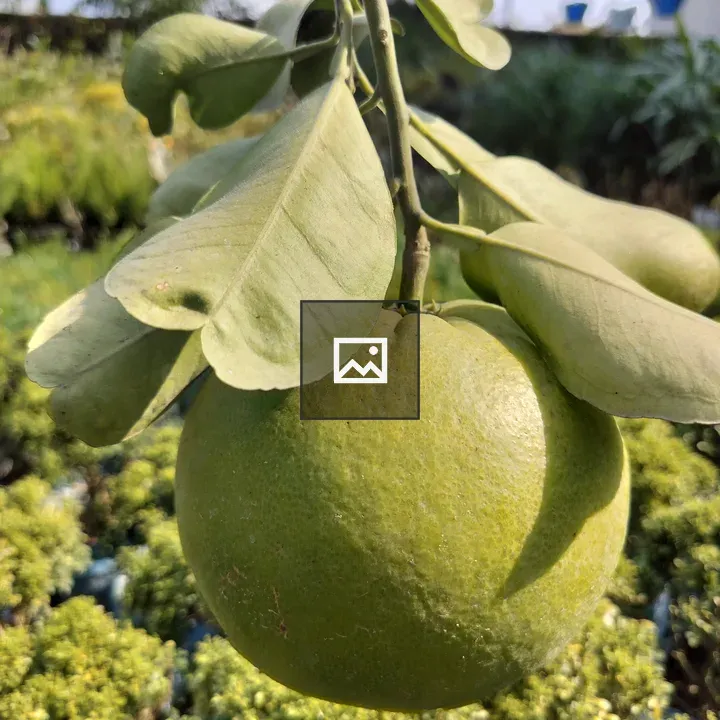Pomelo on a Tree