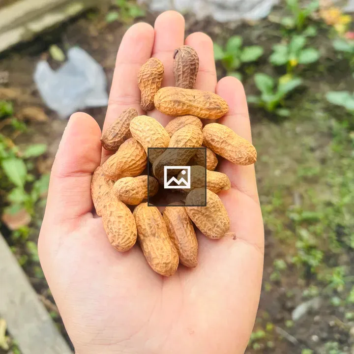 Handful of unpeeled peanuts