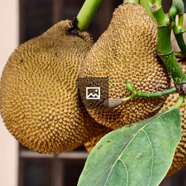 Jackfruits on Green Branch