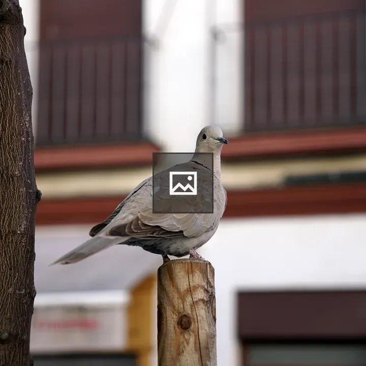 Dove on a Wooden Post