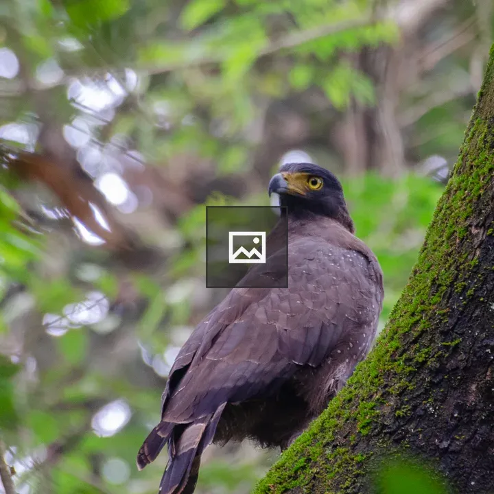 Crested Serpent Eagle on Branch