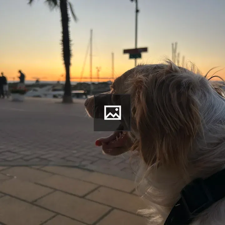 Small light-colored dog at sunset