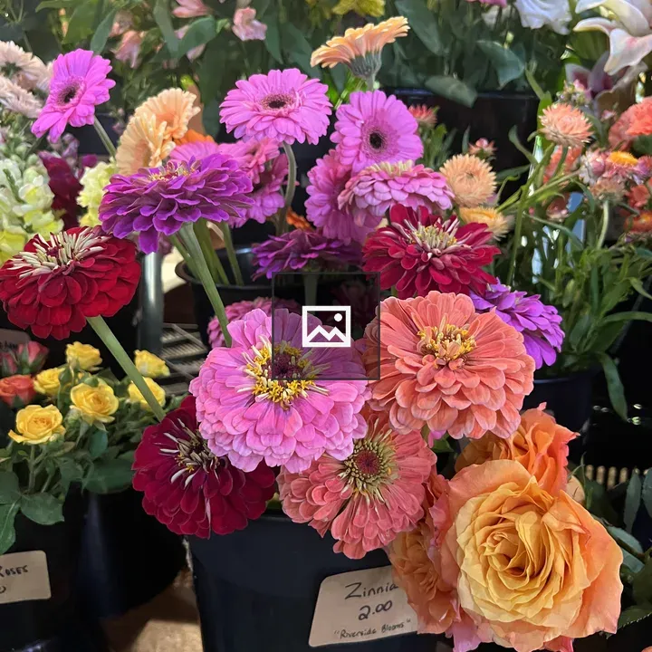 Multicolor Zinnias