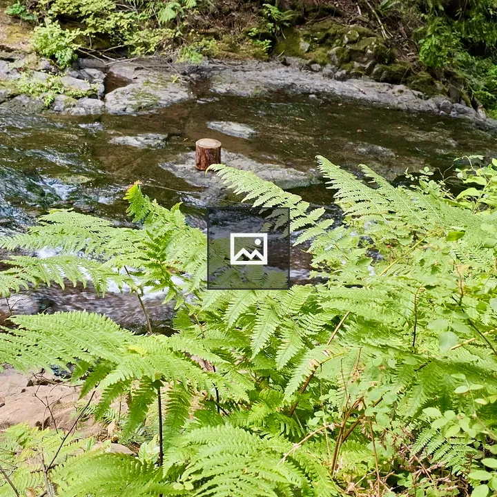 Fresh green ferns beside creek