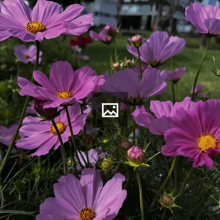 Pink cosmos flowers with bees