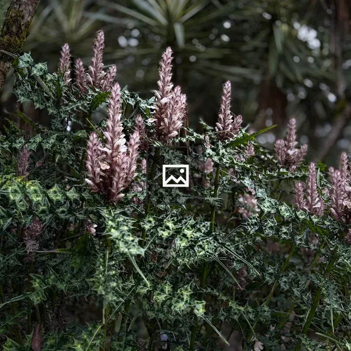 Acanthus mollis with Flower Spikes