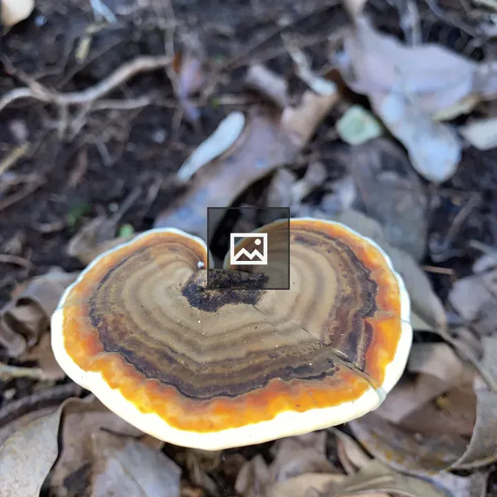 Heart-Shaped Mushroom Close-Up