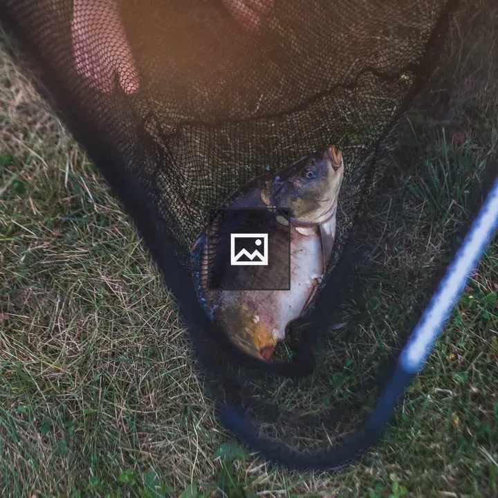 Freshly caught fish in net