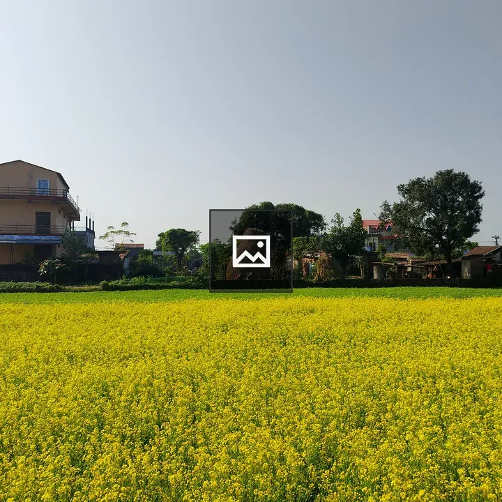 Mustard Field Under Blue Sky