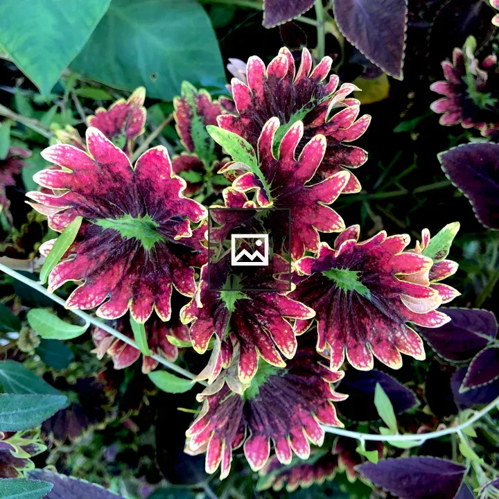 Coleus Red Flame