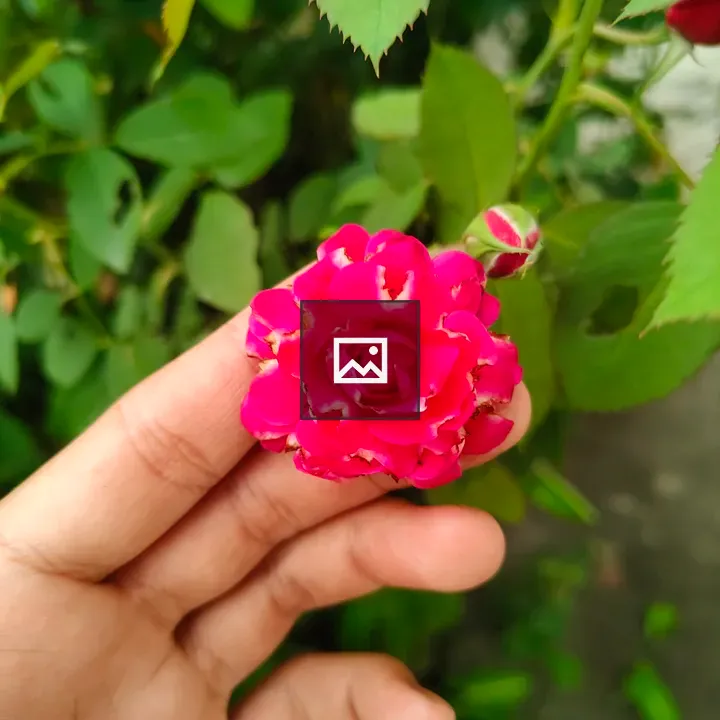 Pink Rose in Hand