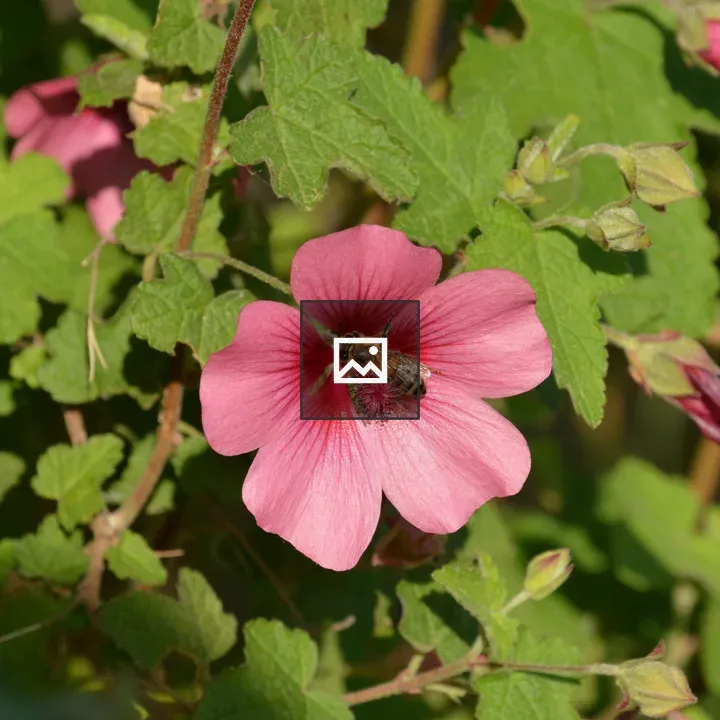Bee on a Flower