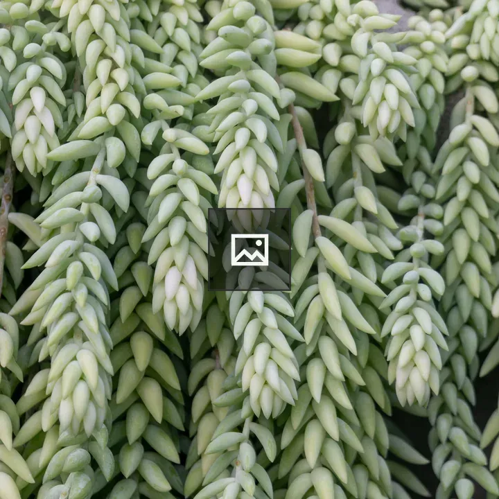 Sedum morganianum plant