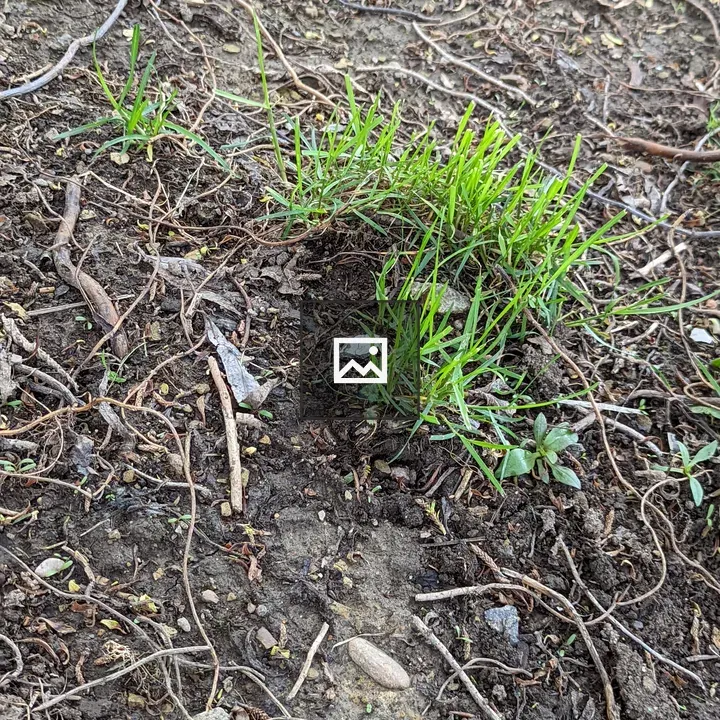 Patch of Grass