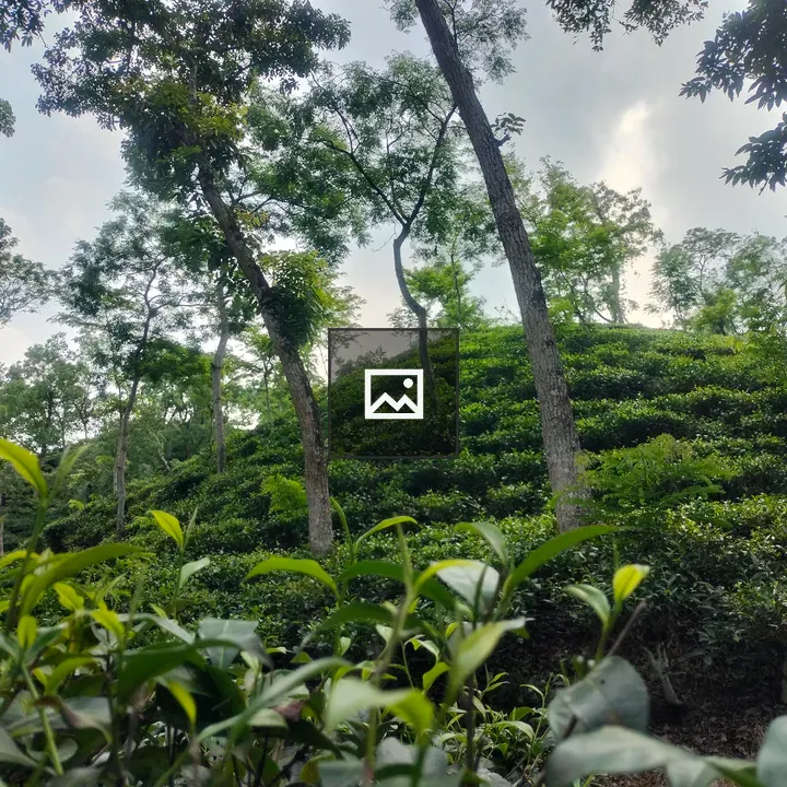 Sylhet Tea Garden Landscape