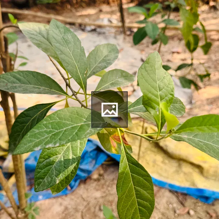 Close-up Plant with Green Leaves