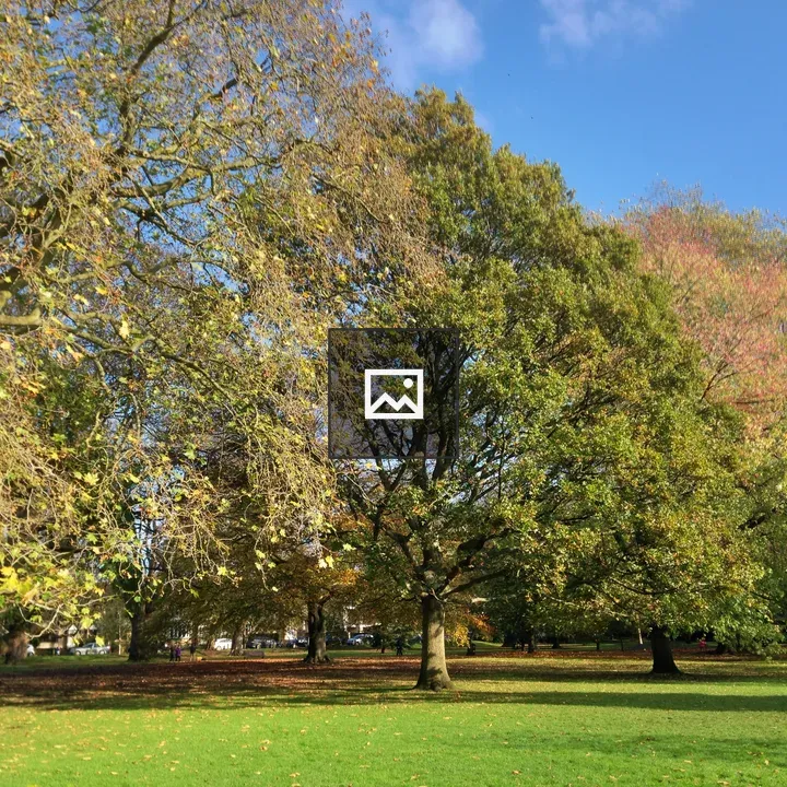 Autumn trees