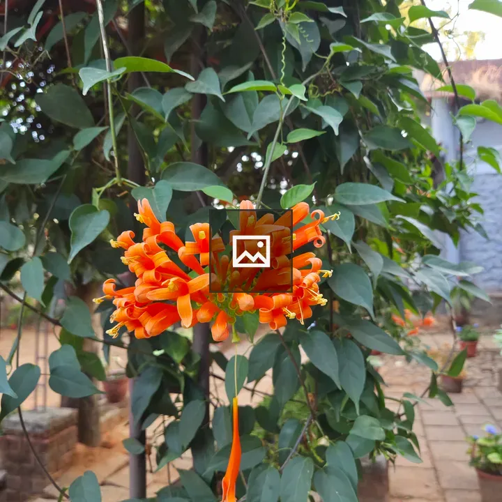 Bright orange tube-shaped flowers