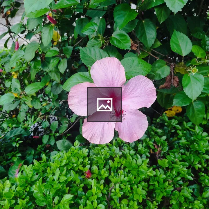 Pink flower with leaves