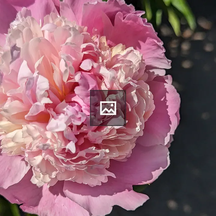 Pink and white flower