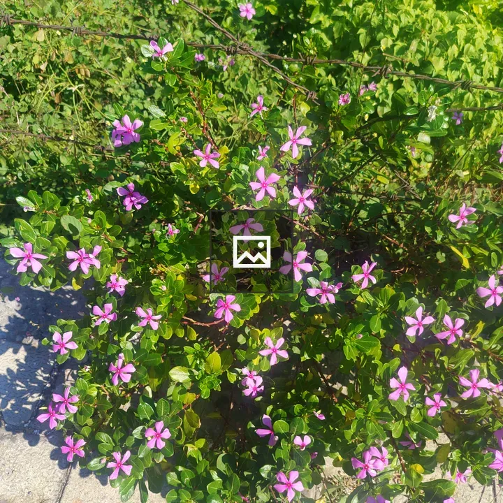 Small flowers